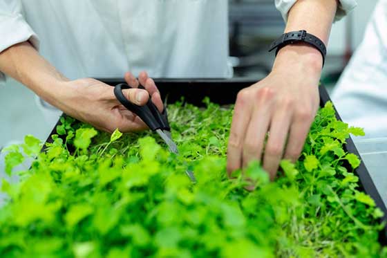 A person trimming grass in a tray with scissors.