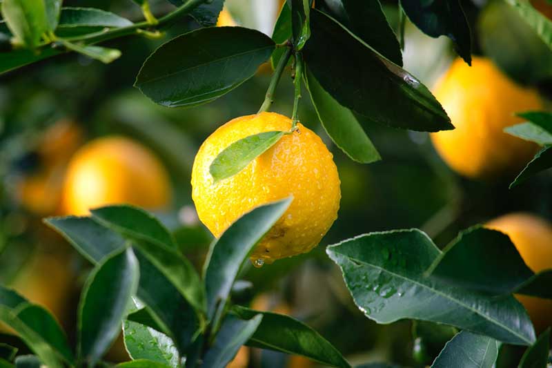 A lemon tree with ripe fruit hanging from the branches.