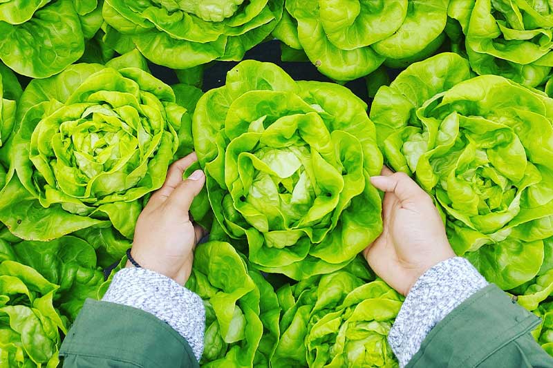 A person holding fresh lettuce in their hands.