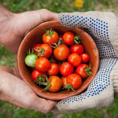 A two hands holding a bowl of fresh and ripe tomatoes.
