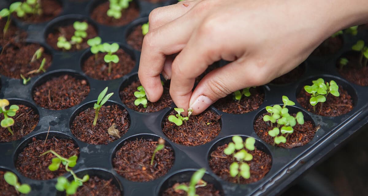 A person carefully lifting seedlings from a tray, preparing to plant them in soil.